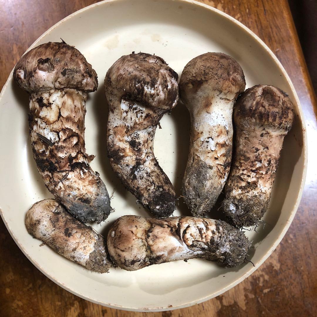 長野県信州産　国産松茸　6本　205g