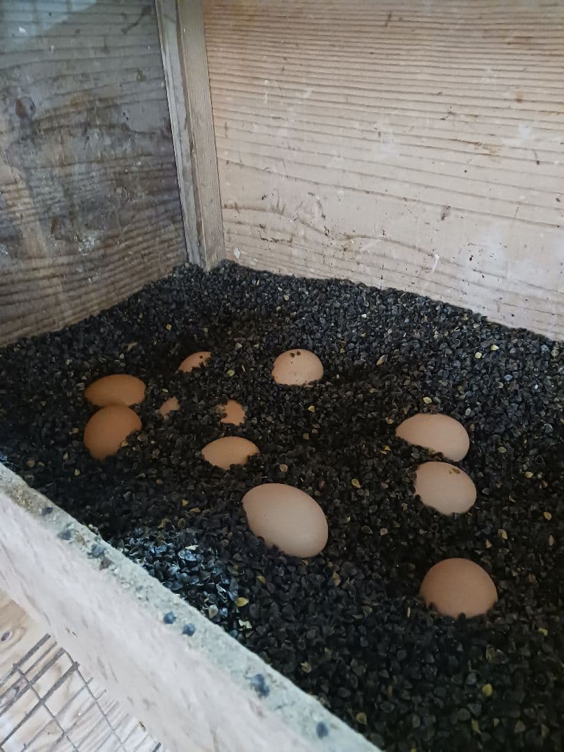 平飼い名古屋コーチン有精卵48個 保証4個含む