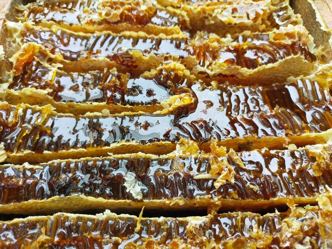 ニホンミツバチの国産百花蜜 1kg×1本　非加熱無添加天然はちみつ