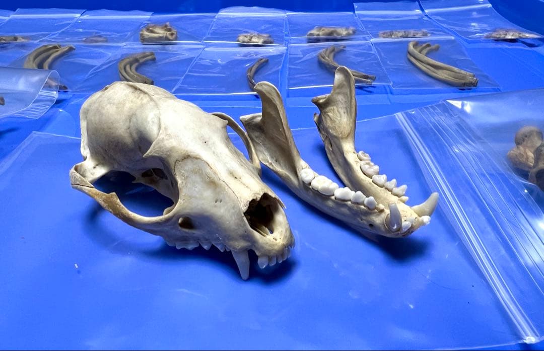 シ*ナ様 【美品】本物ハクビシン 全身骨格標本作成キット