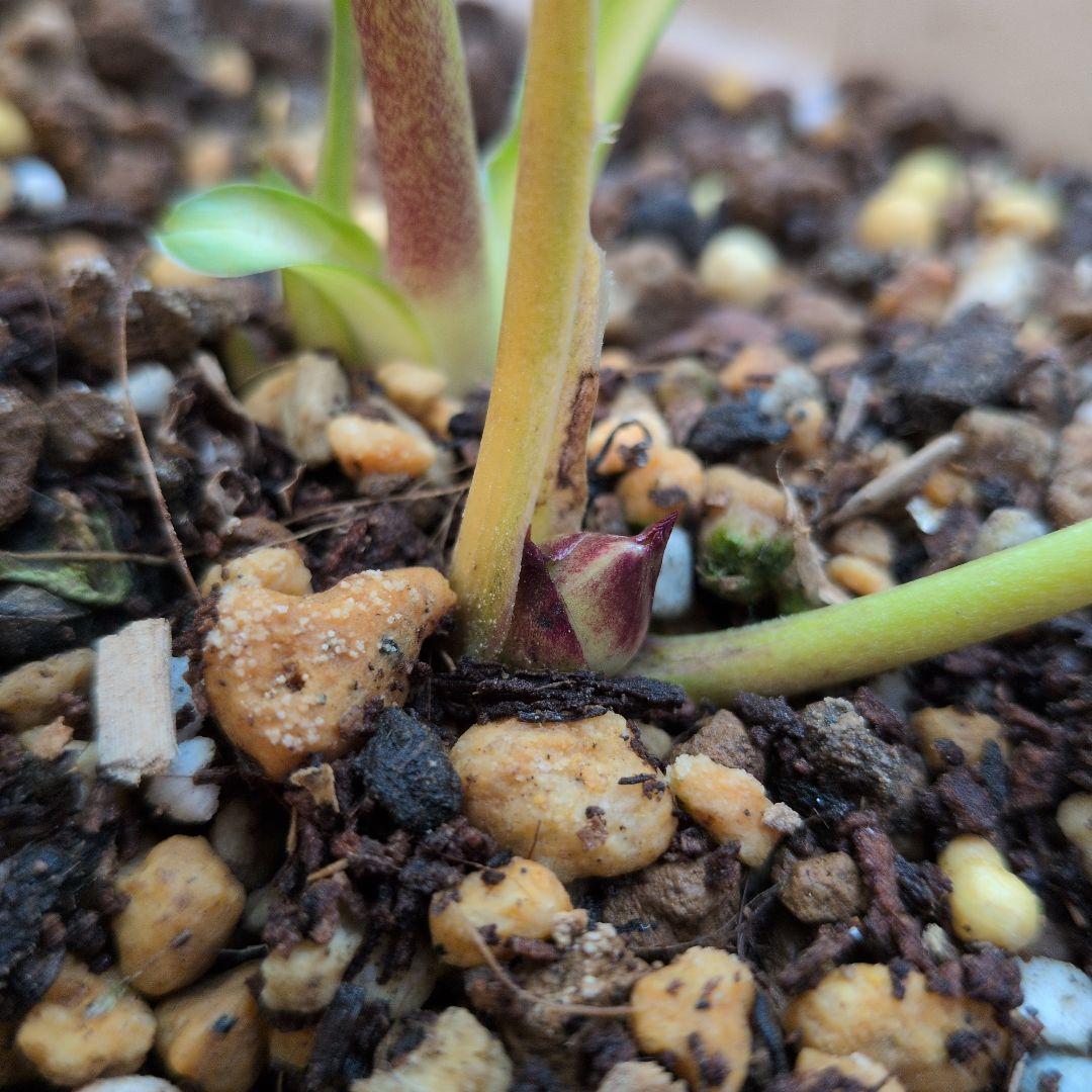 【清〇様】プリマヴェーラゴールドグラデクリスマスローズ苗