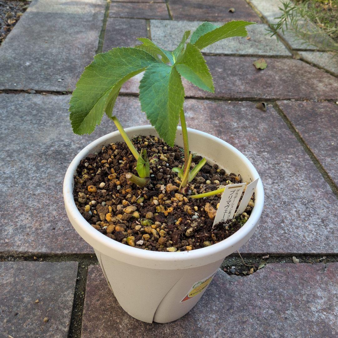 【清〇様】プリマヴェーラゴールドグラデクリスマスローズ苗