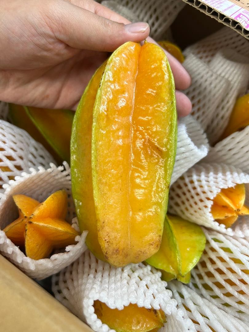 沖縄県産　完熟スターフルーツ 5キロ