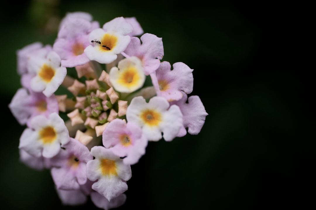★マクロ Zeiss Touit 2.8/50M 単焦点レンズ（Xマウント）