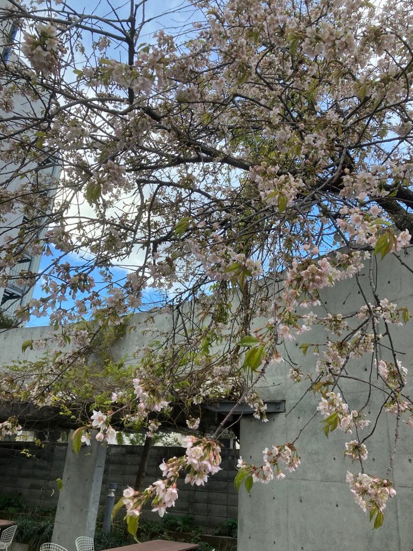 令和6年度新米　20kg 自然栽培米　農薬　化学肥料不使用　岡山　倉敷