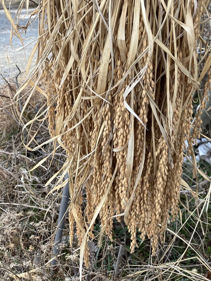 令和6年度新米　20kg 自然栽培米　農薬　化学肥料不使用　岡山　倉敷