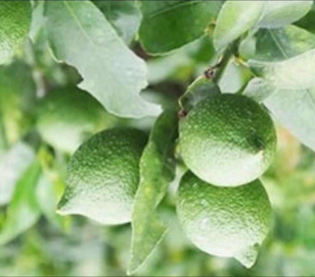 国産瀬戸田レモン10kg