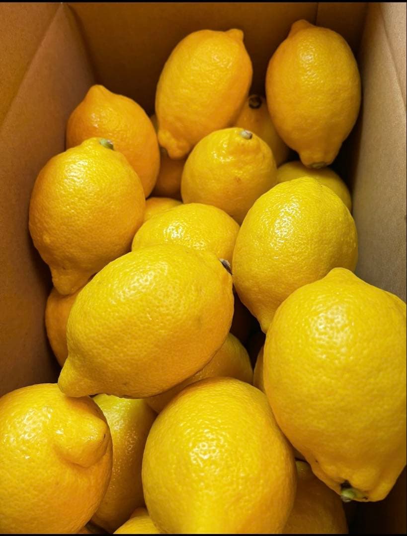 国産瀬戸田レモン10kg