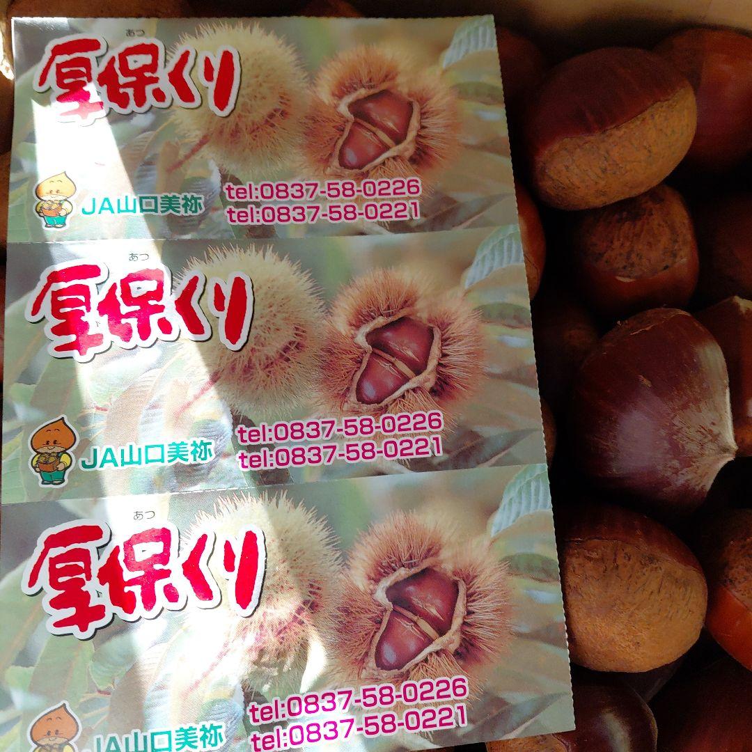 新鮮な栗 4Lサイズ 50kg JA山口美祢産