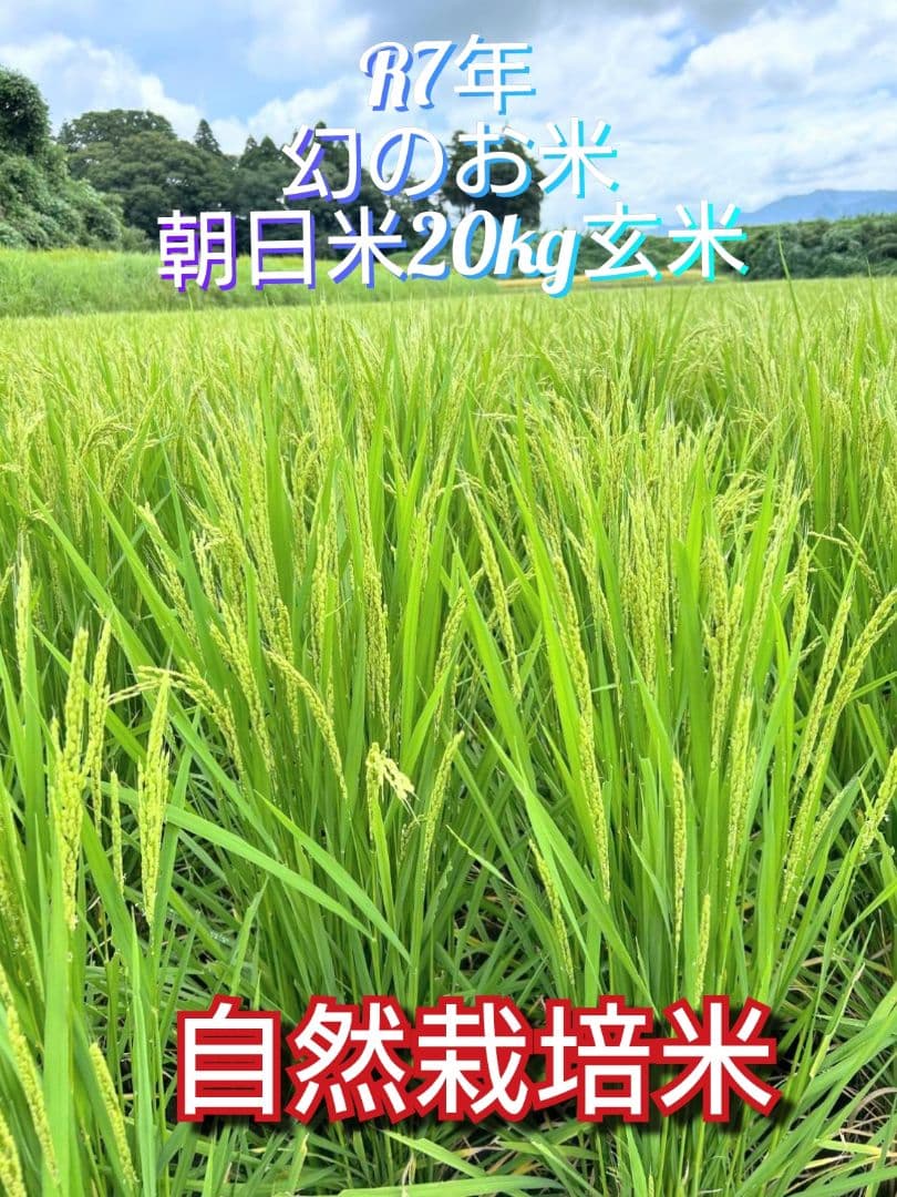 R7年 自然栽培米 朝日米20kg玄米