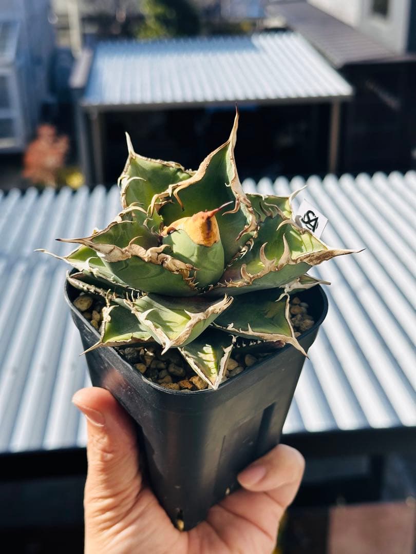 上澳園芸　アガベ shangao-005 車手（レーサー） LED管理株　現品