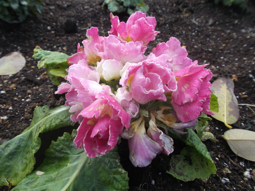 実写美⭕️良品【動作確認済み】FUJIFILM FINEPIX JX500