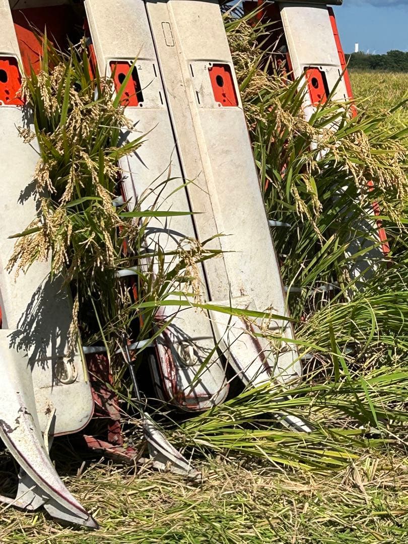 青森県産 はれわたり 令和6年産（精米済み）12kg送料込み