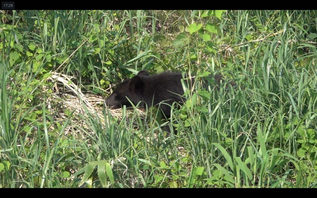 SONY サイバーショット DSC-RX10M3 動作確認済み レンズ内カビあり