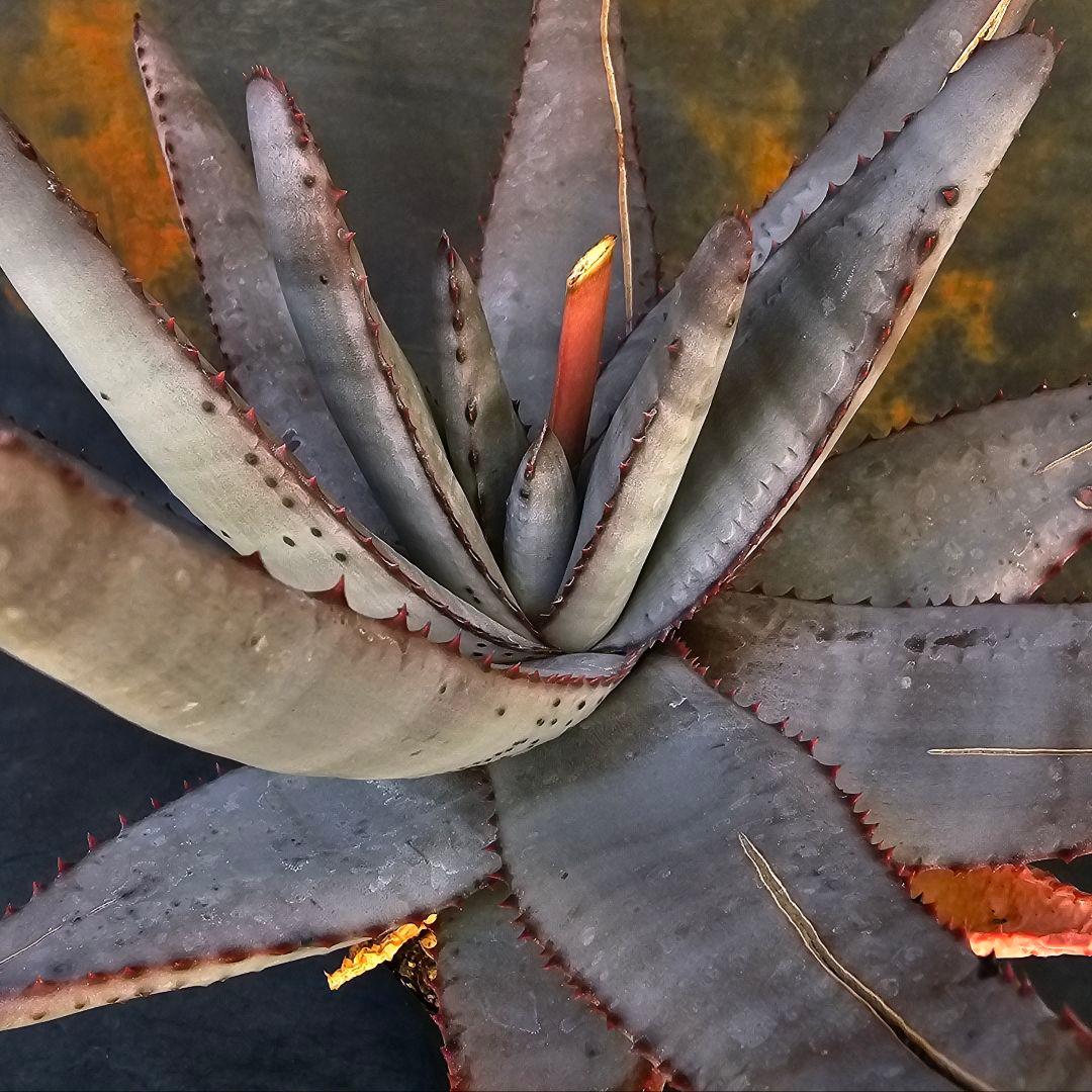 メルカリ便発送☆多肉植物 アロエ属 コニフェラ