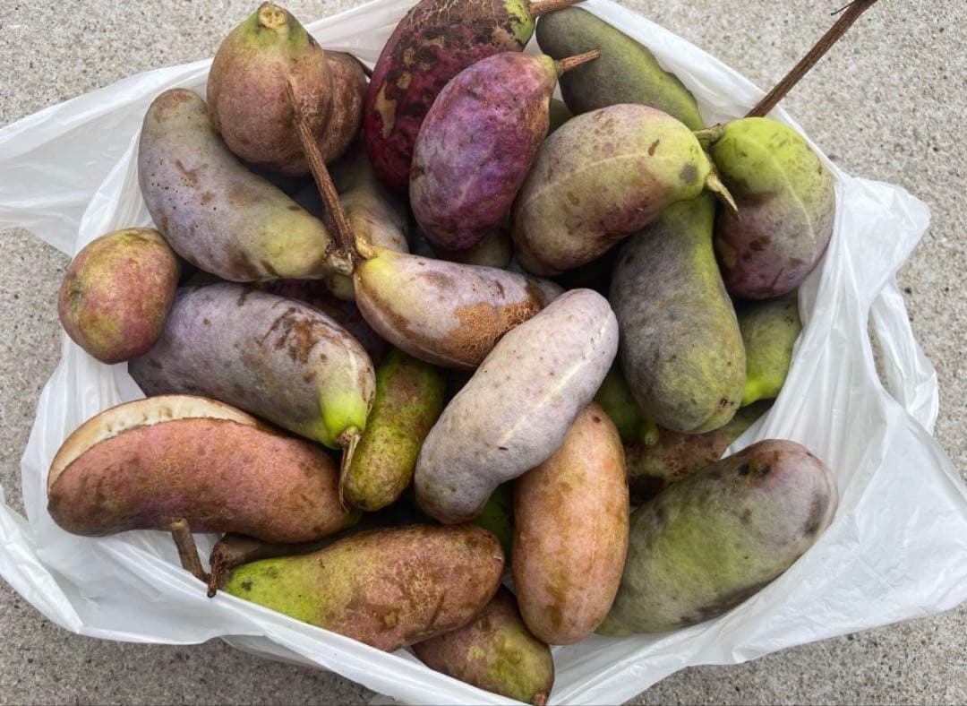 H Oページ　アケビ