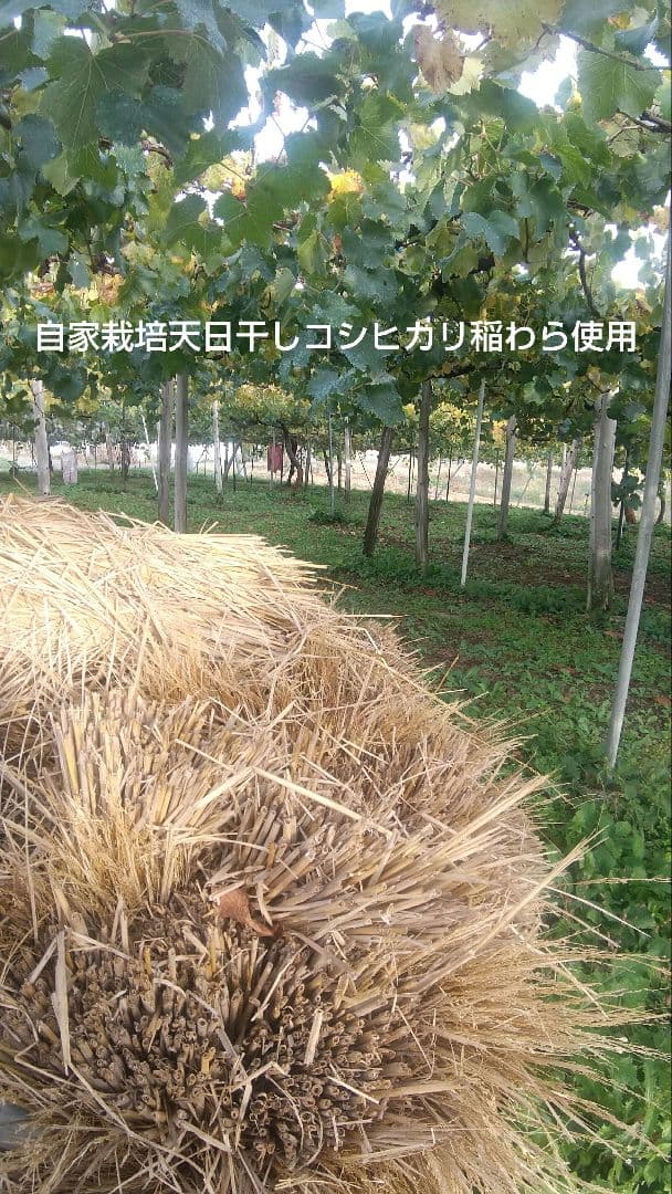 Honey希少わら敷種あり完熟巨峰とシャイン 長野県産４Kg✕２