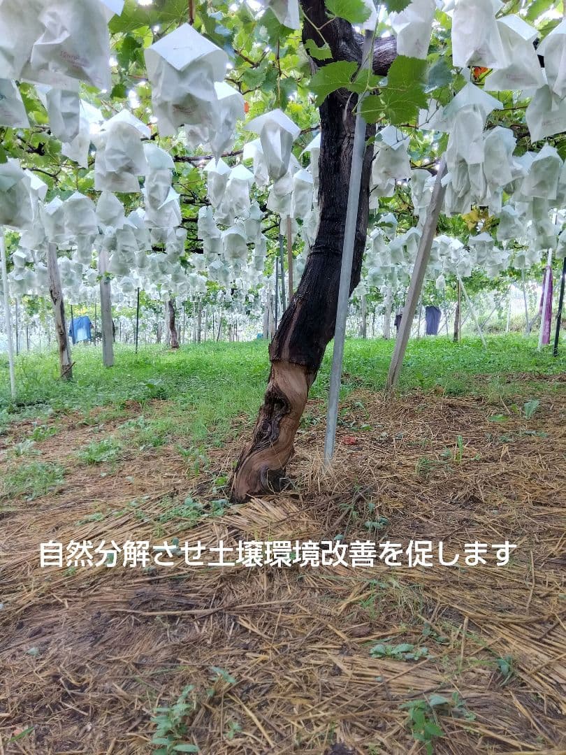 Honey希少わら敷種あり完熟巨峰とシャイン 長野県産４Kg✕２