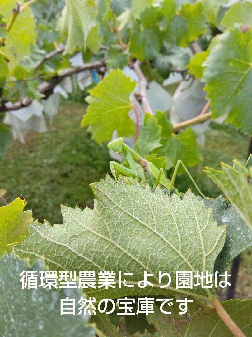 Honey希少わら敷種あり完熟巨峰とシャイン 長野県産４Kg✕２