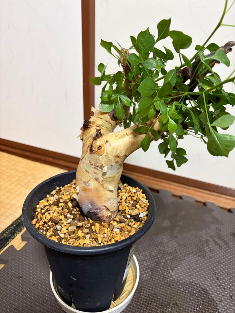 b*5様 コミフォラピュアカタフ　現地株　発根済み