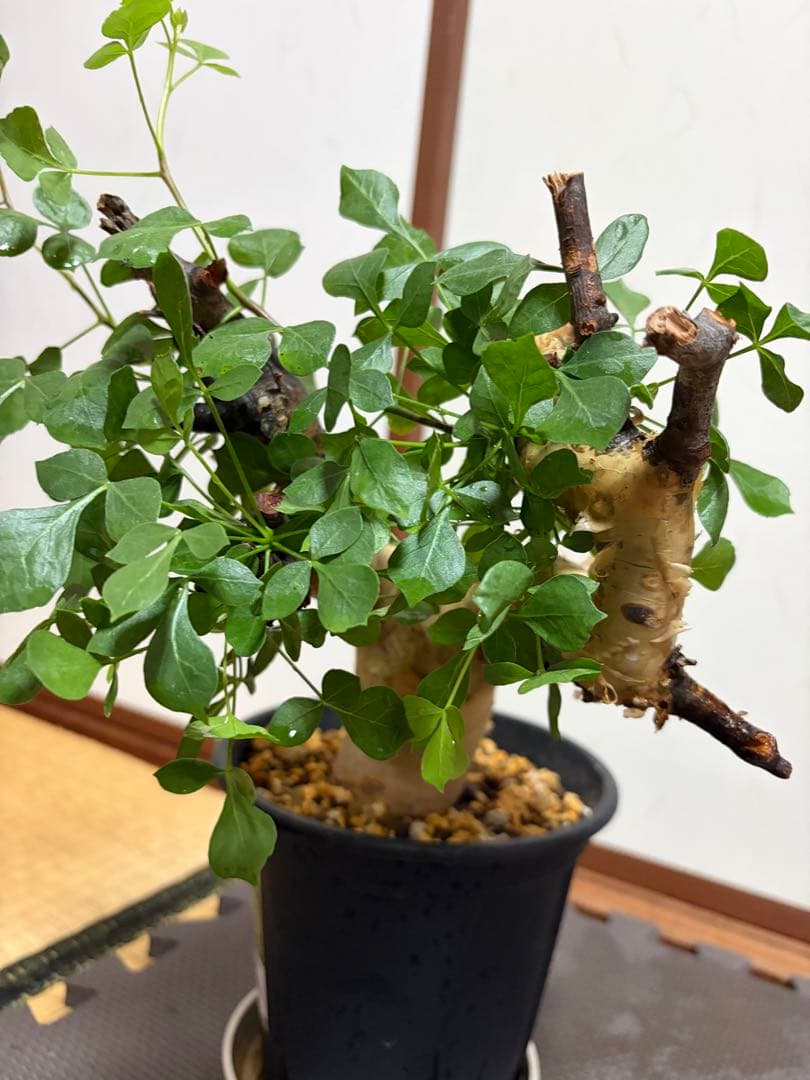 b*5様 コミフォラピュアカタフ　現地株　発根済み