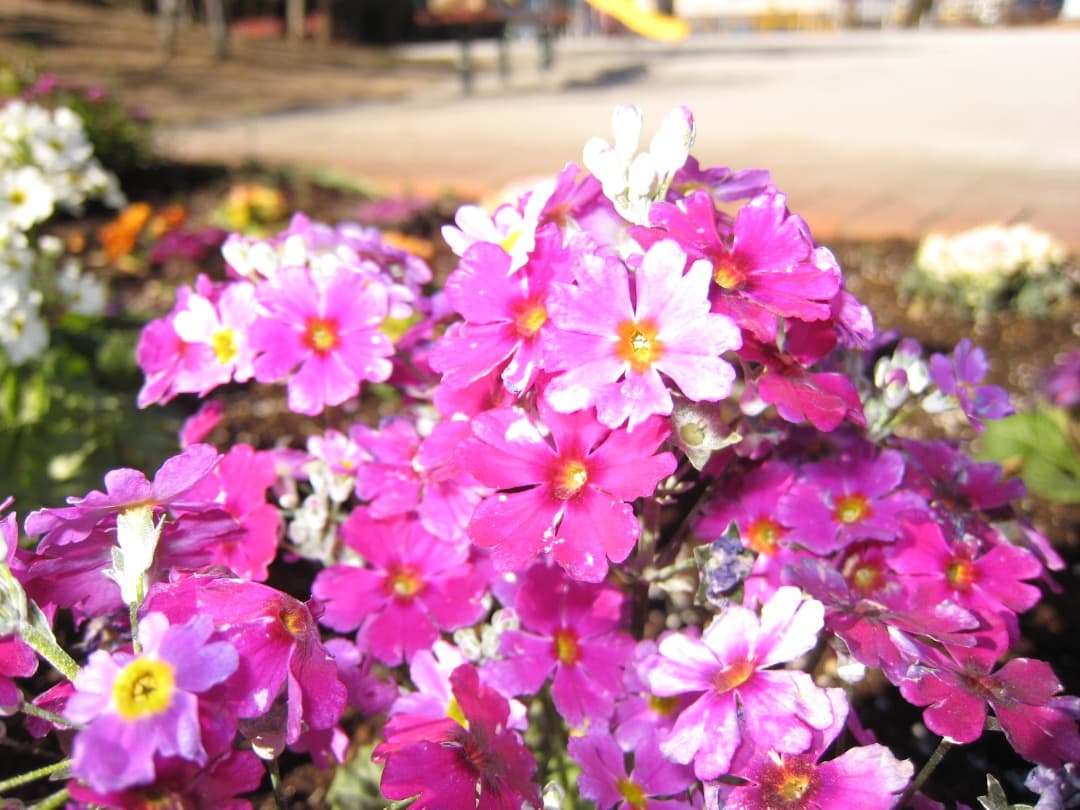 実写美⭕️新品同様【動作確認済】Canon IXY DIGITAL 900IS