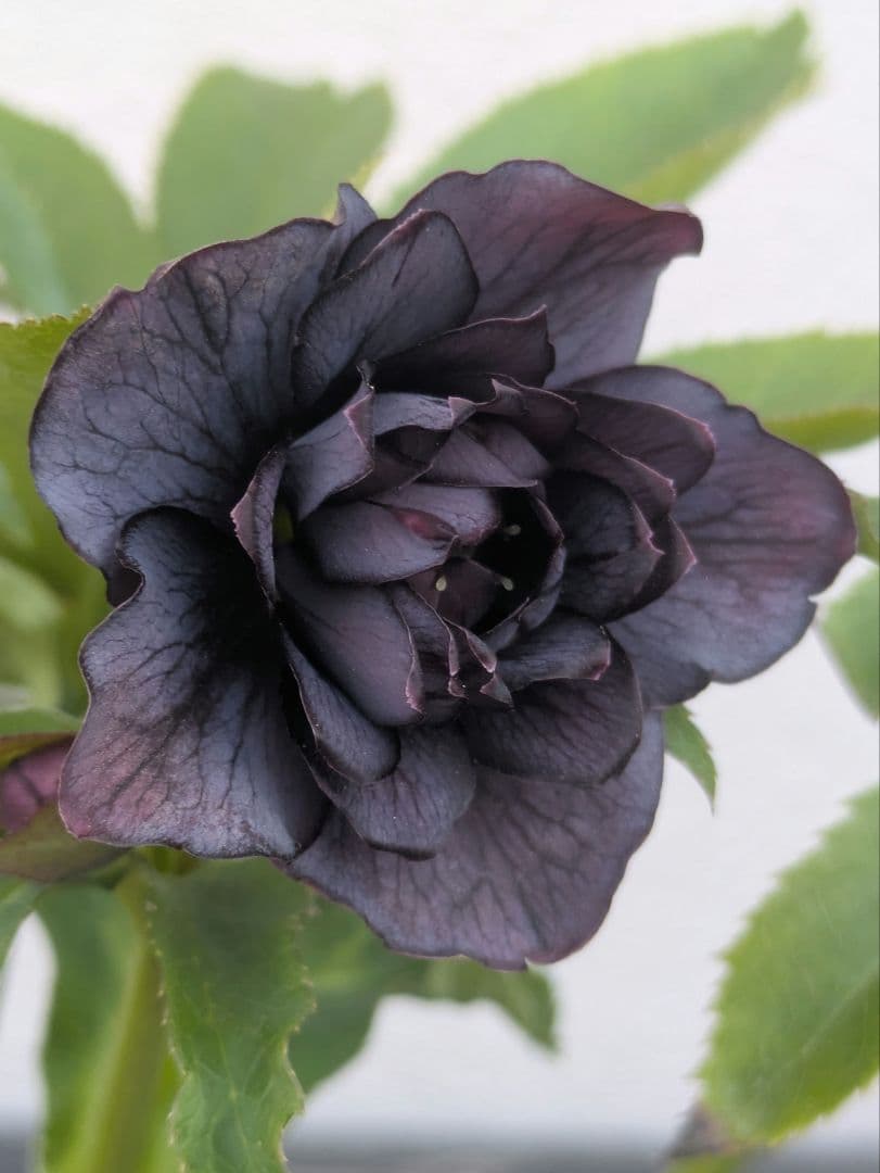 【一点物】広瀬園芸 クリスマスローズ スモーキーブラック 激シブベイン ダブル