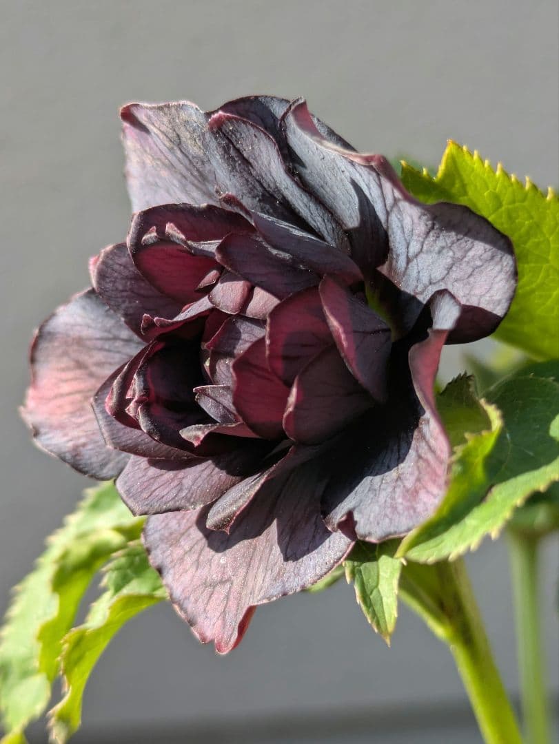 【一点物】広瀬園芸 クリスマスローズ スモーキーブラック 激シブベイン ダブル