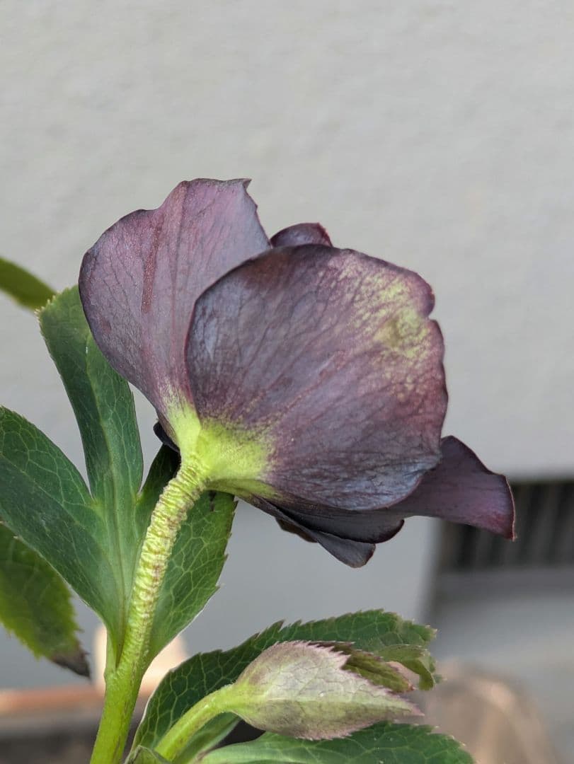 【一点物】広瀬園芸 クリスマスローズ スモーキーブラック 激シブベイン ダブル