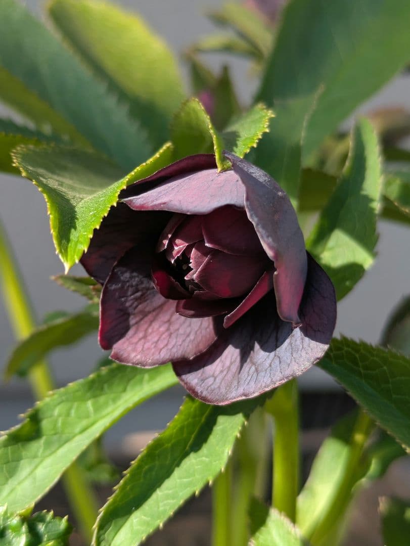 【一点物】広瀬園芸 クリスマスローズ スモーキーブラック 激シブベイン ダブル