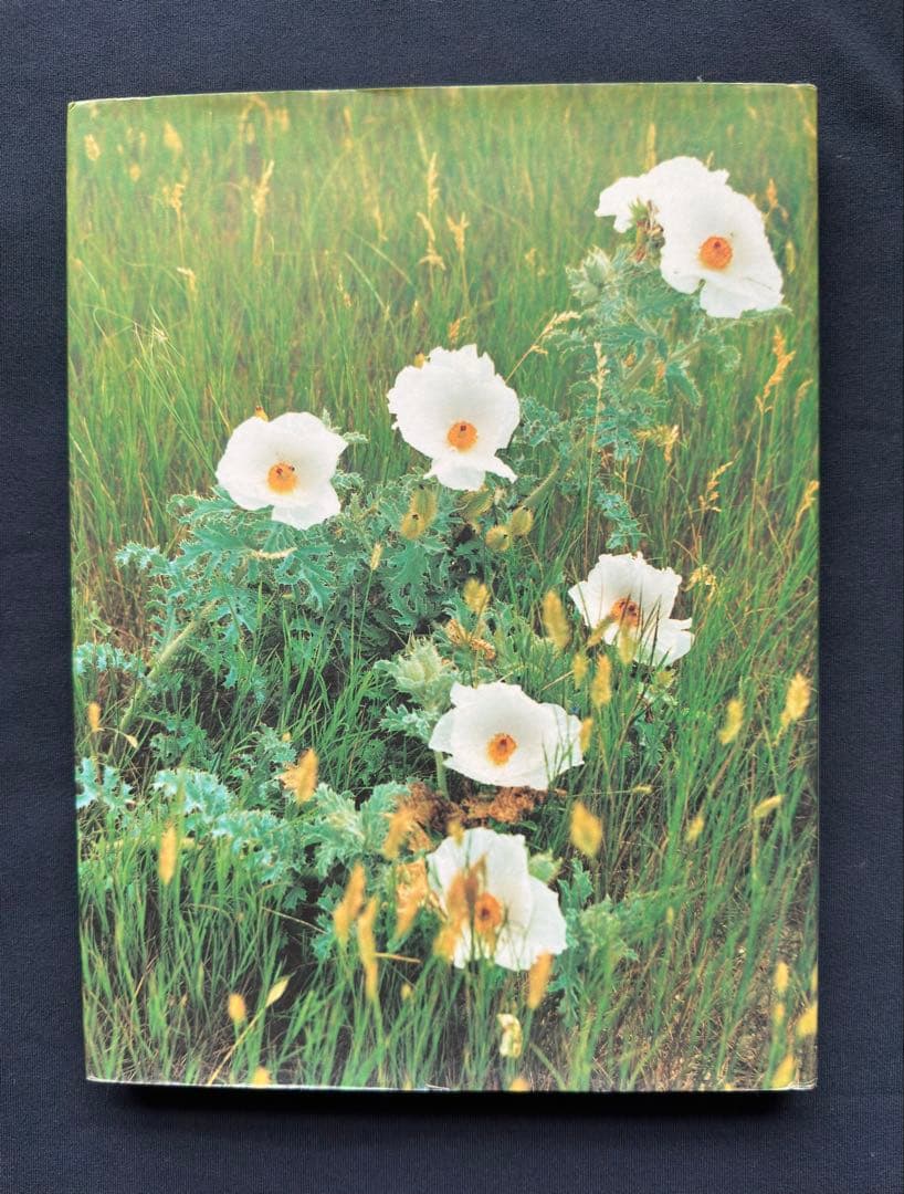 Rodeo Girl by Lisa Eisner ハードカバー