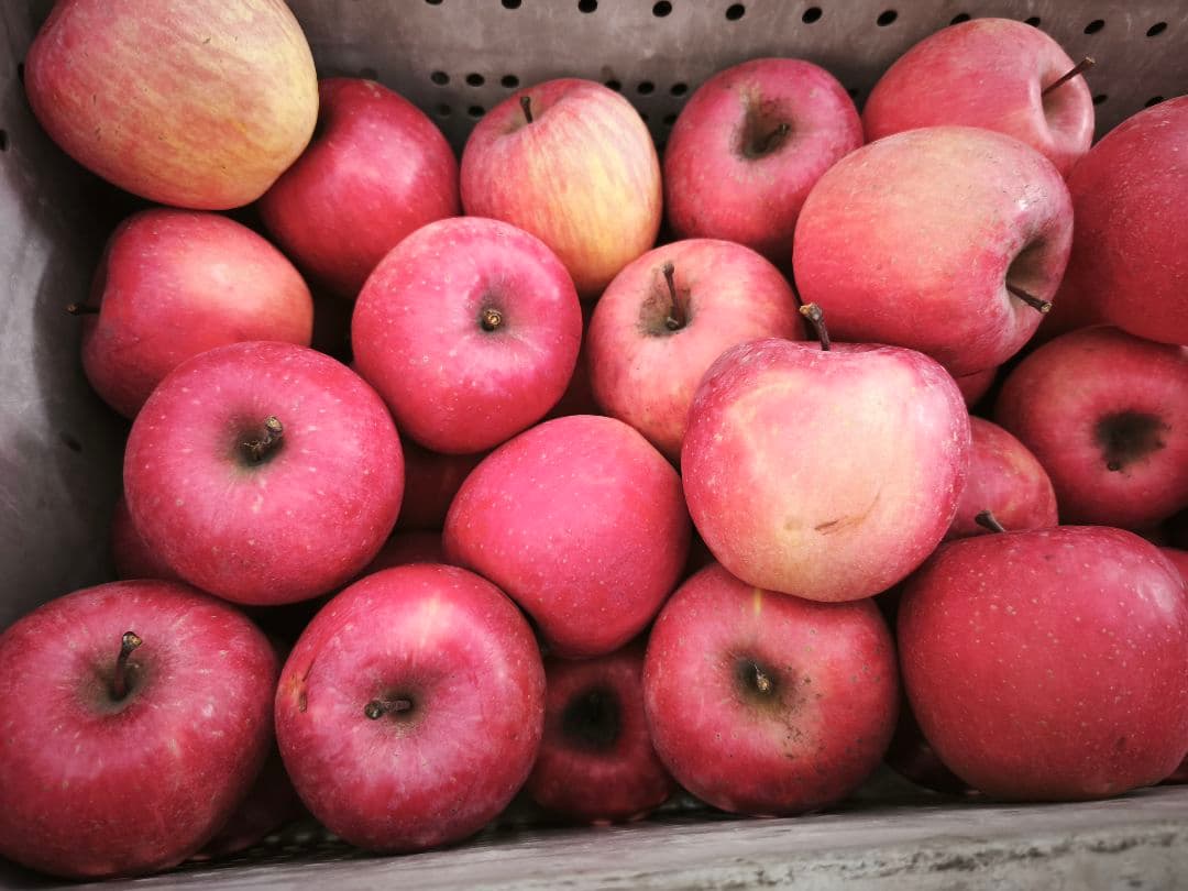 糖度21%　贈答用クラス10キロ　信州高山村産フジ