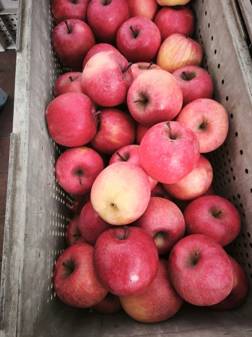 糖度21%　贈答用クラス10キロ　信州高山村産フジ