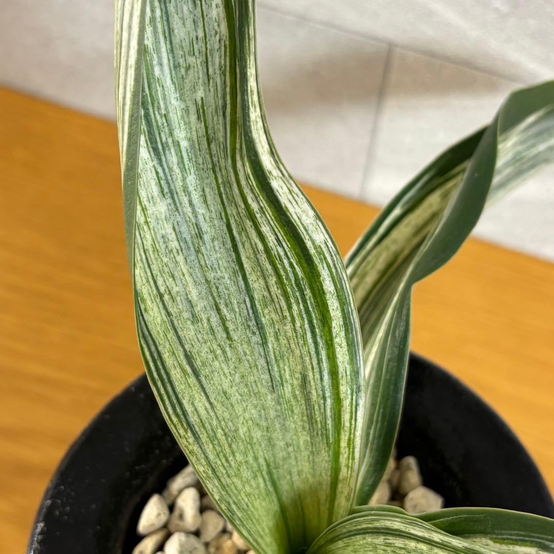 万年青　千代田の松　薄葉系　銘鑑金文字