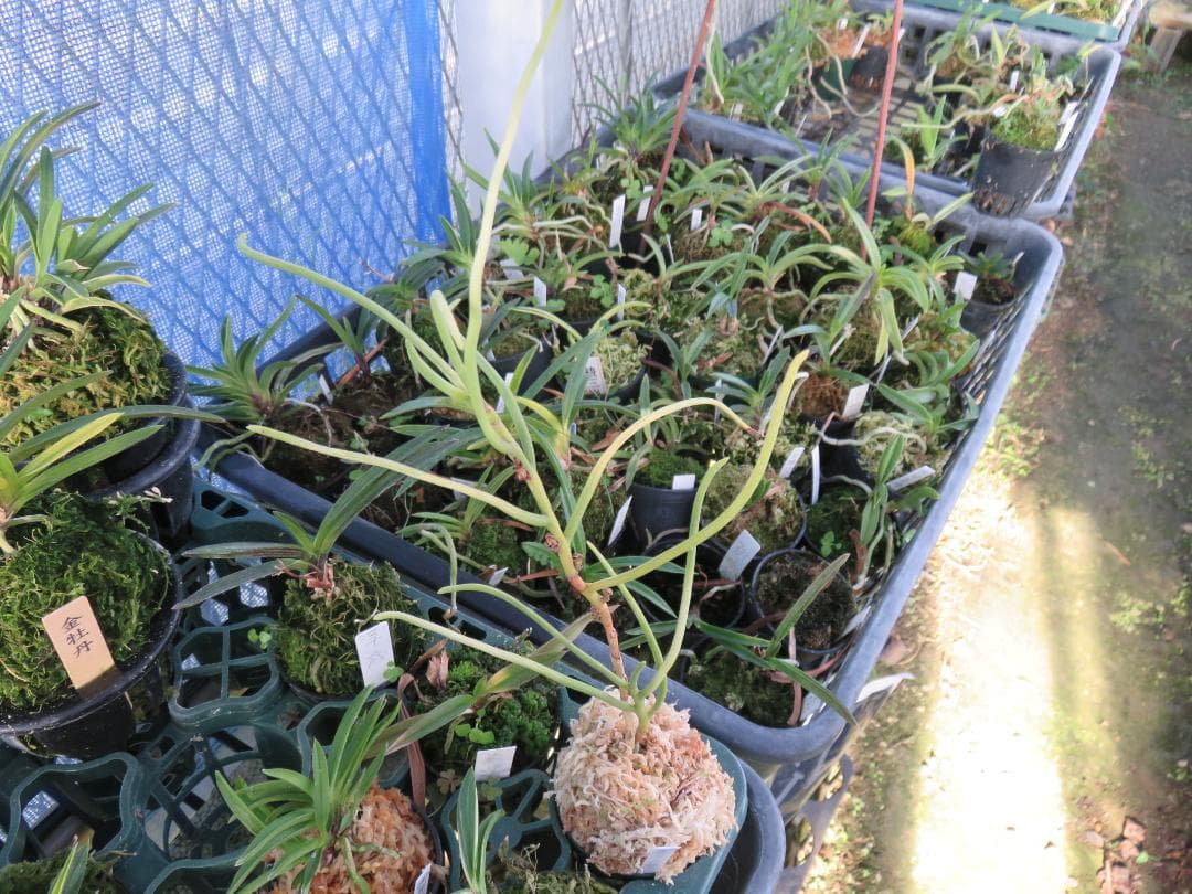 ボウラン（白翠）