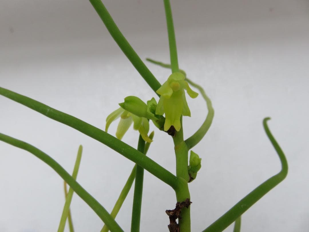 ボウラン（白翠）