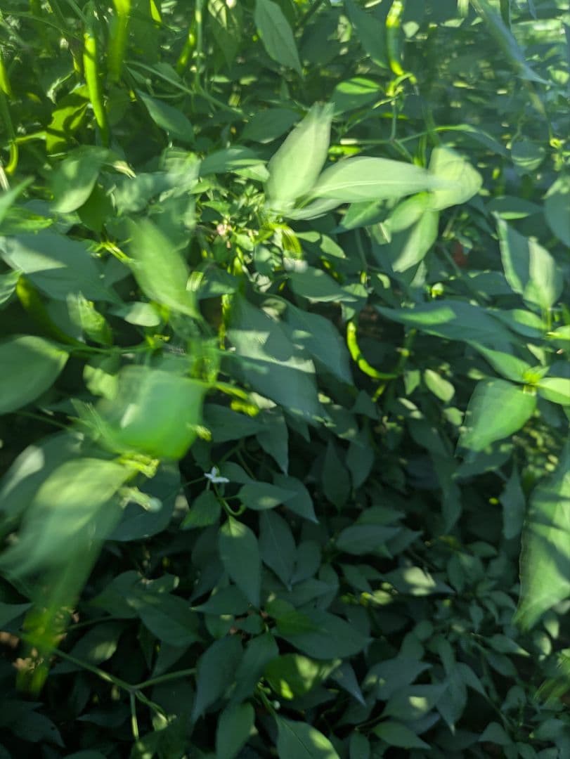 Jttk　激辛青唐辛子10キロ