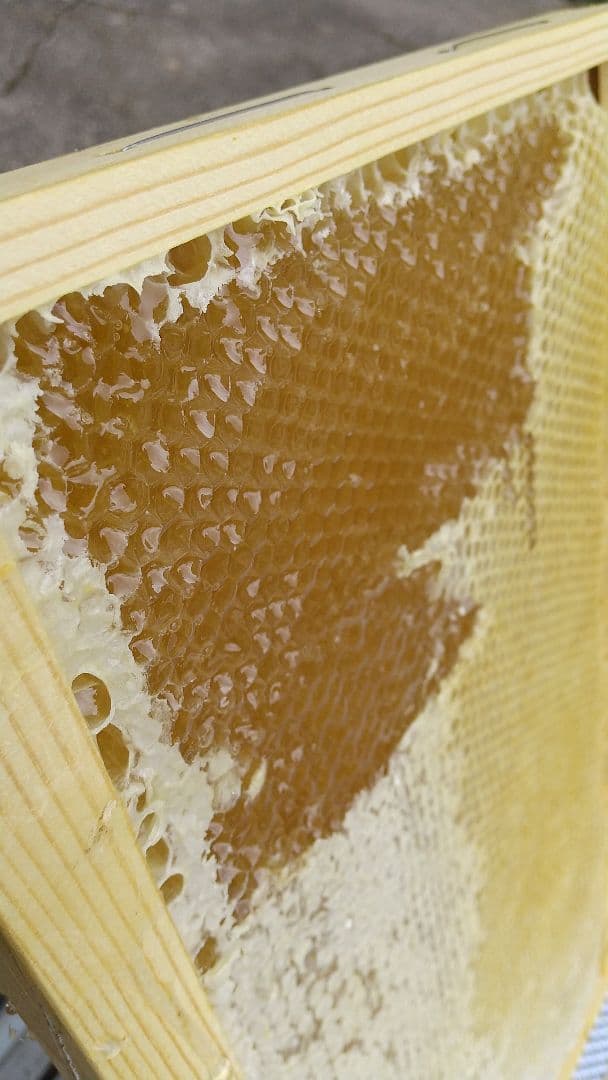 【養蜂家直送】 はちみつ 2kg 味比べ2本セット 6月と7月新蜜 国産 生蜂蜜