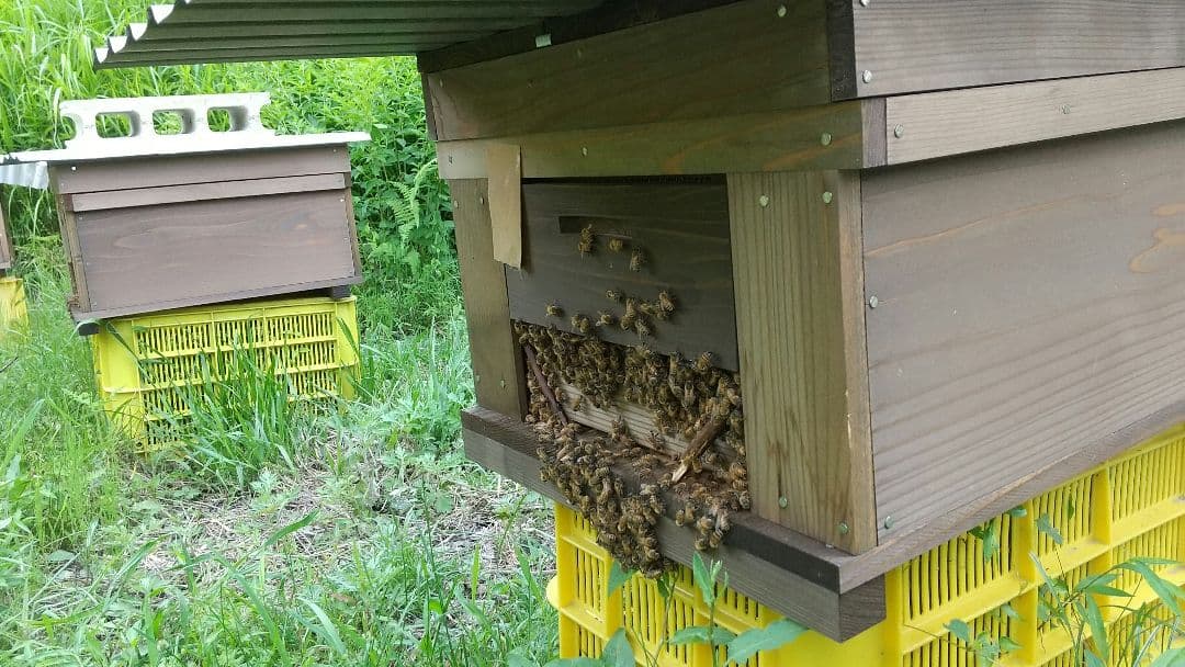 【養蜂家直送】 はちみつ 2kg 味比べ2本セット 6月と7月新蜜 国産 生蜂蜜