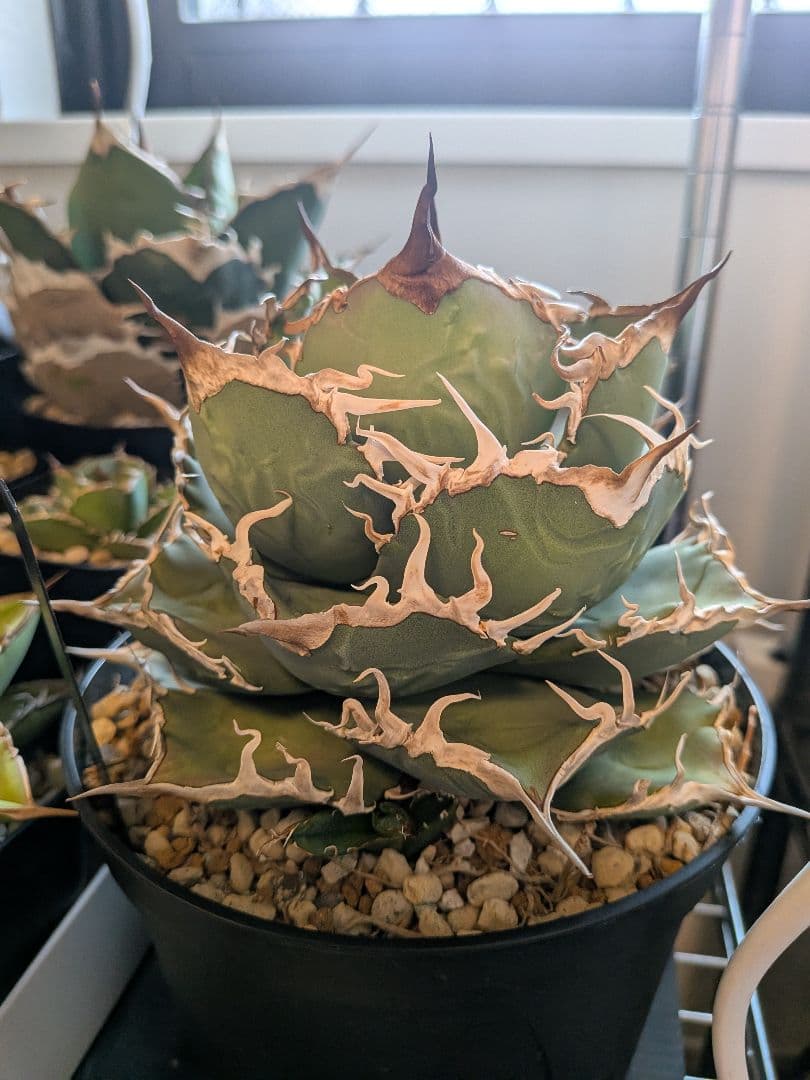 B*s様 アガベ　シャークソウイ　親株！