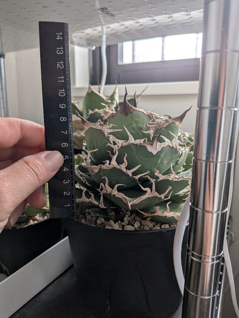 B*s様 アガベ　シャークソウイ　親株！