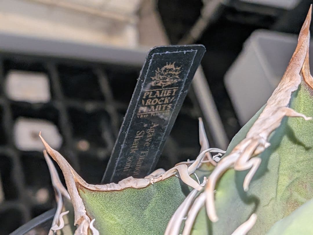 B*s様 アガベ　シャークソウイ　親株！