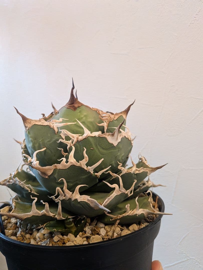 B*s様 アガベ　シャークソウイ　親株！