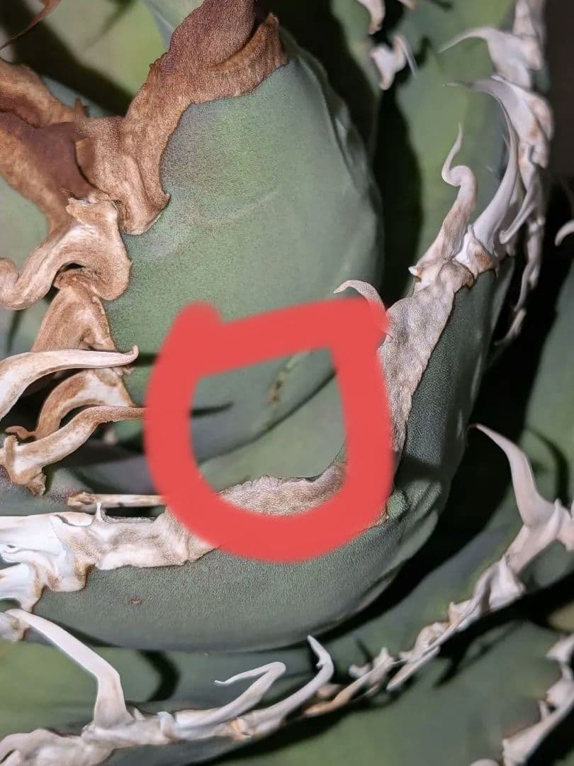 B*s様 アガベ　シャークソウイ　親株！