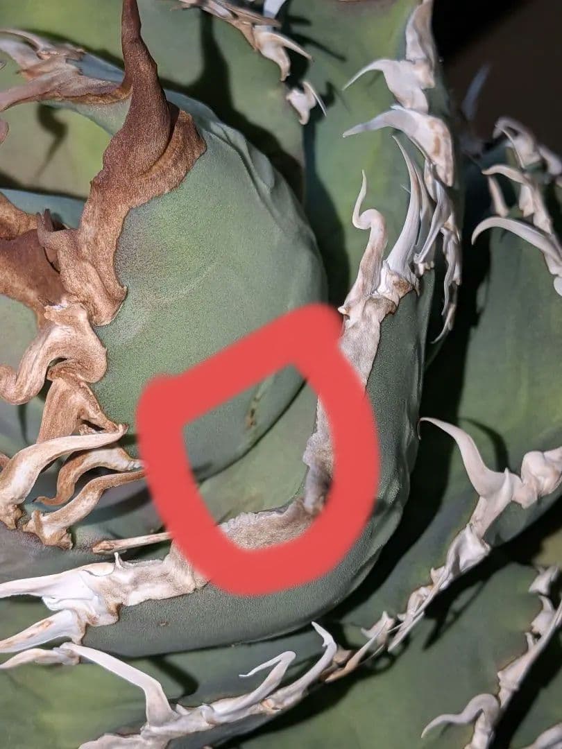 B*s様 アガベ　シャークソウイ　親株！