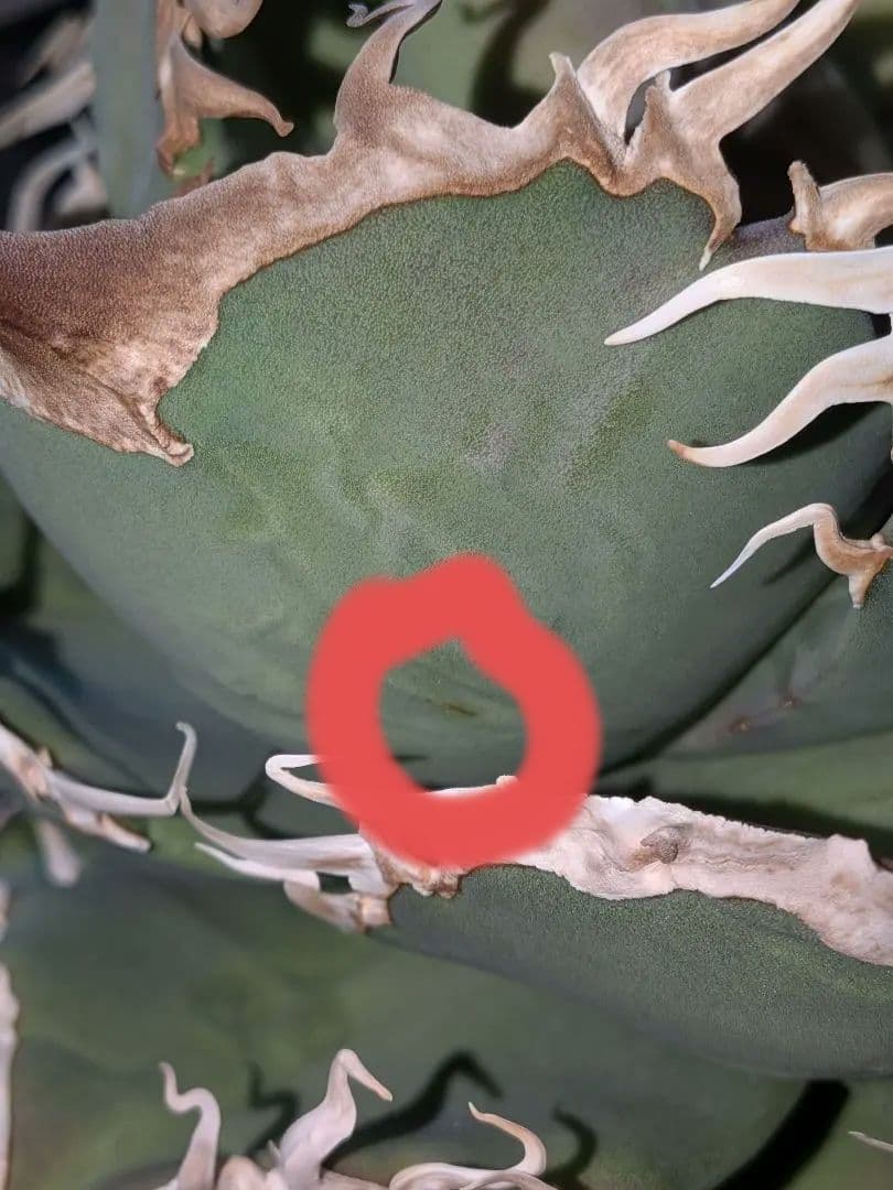 B*s様 アガベ　シャークソウイ　親株！