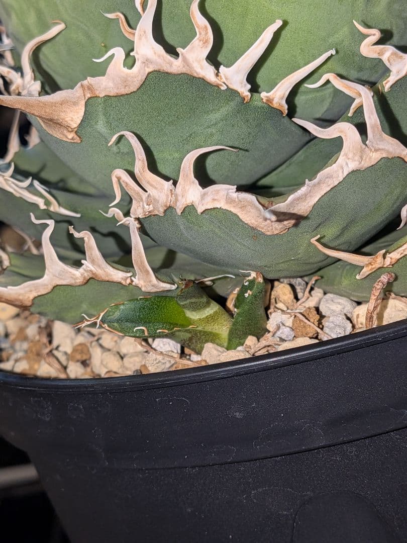 B*s様 アガベ　シャークソウイ　親株！