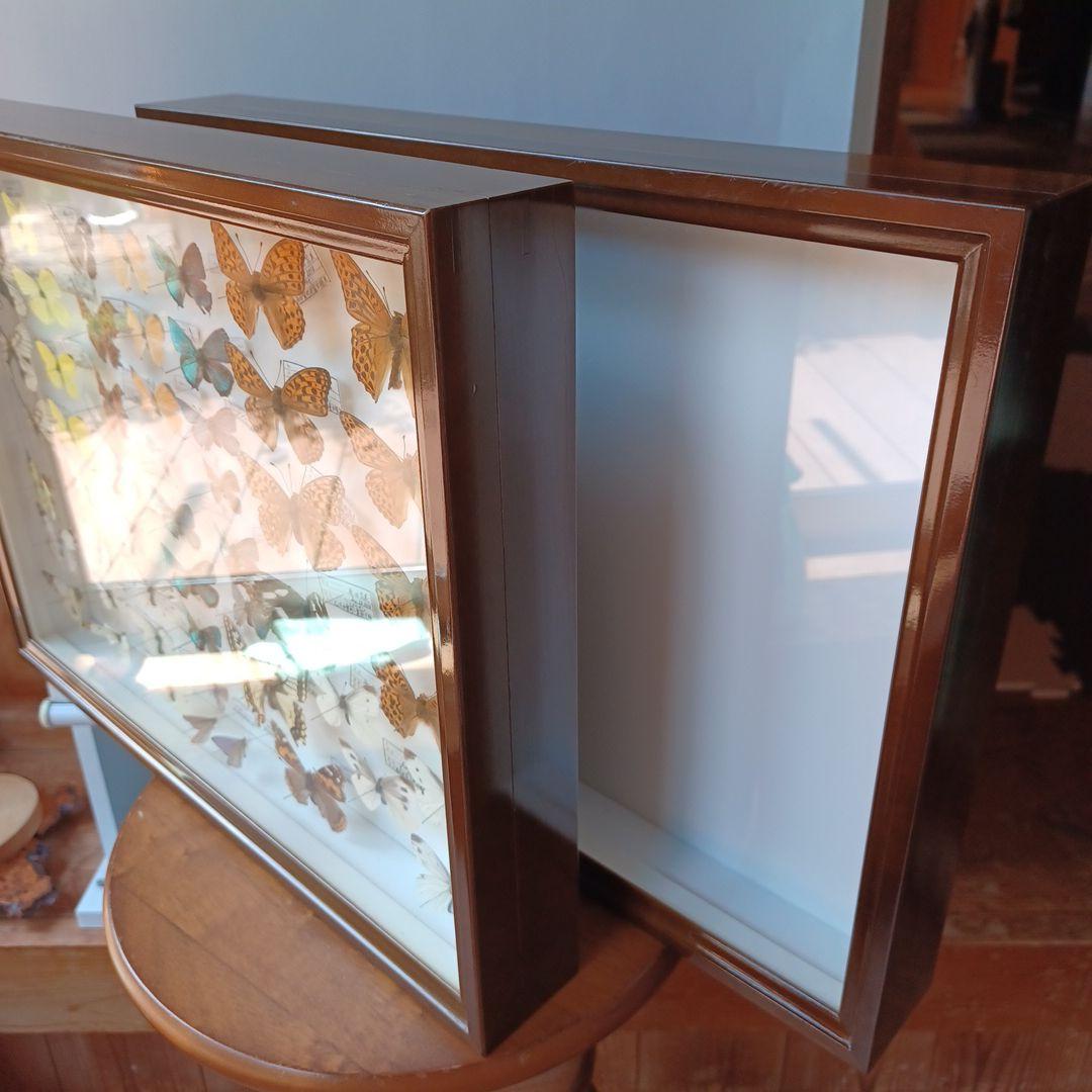 hiro☆　標本箱+蝶標本　中型ドイツ箱2個セット