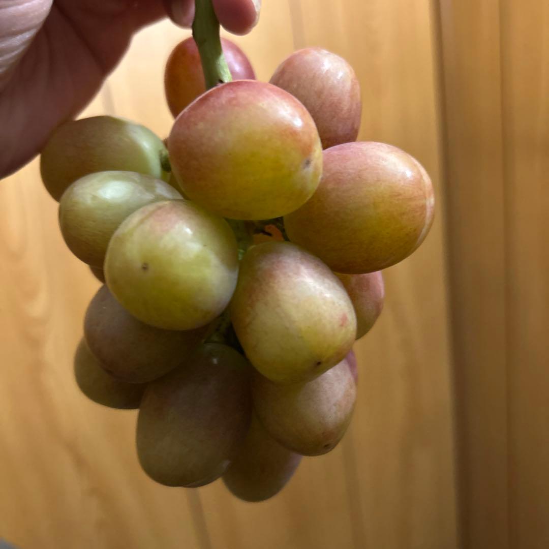 タイムセール！山梨県限定 赤いシャインマスカット！？ 1コンテナ　10房以上