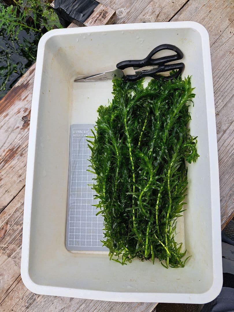 【専用ページ】天然 アナカリス1000本 オオカナダモ